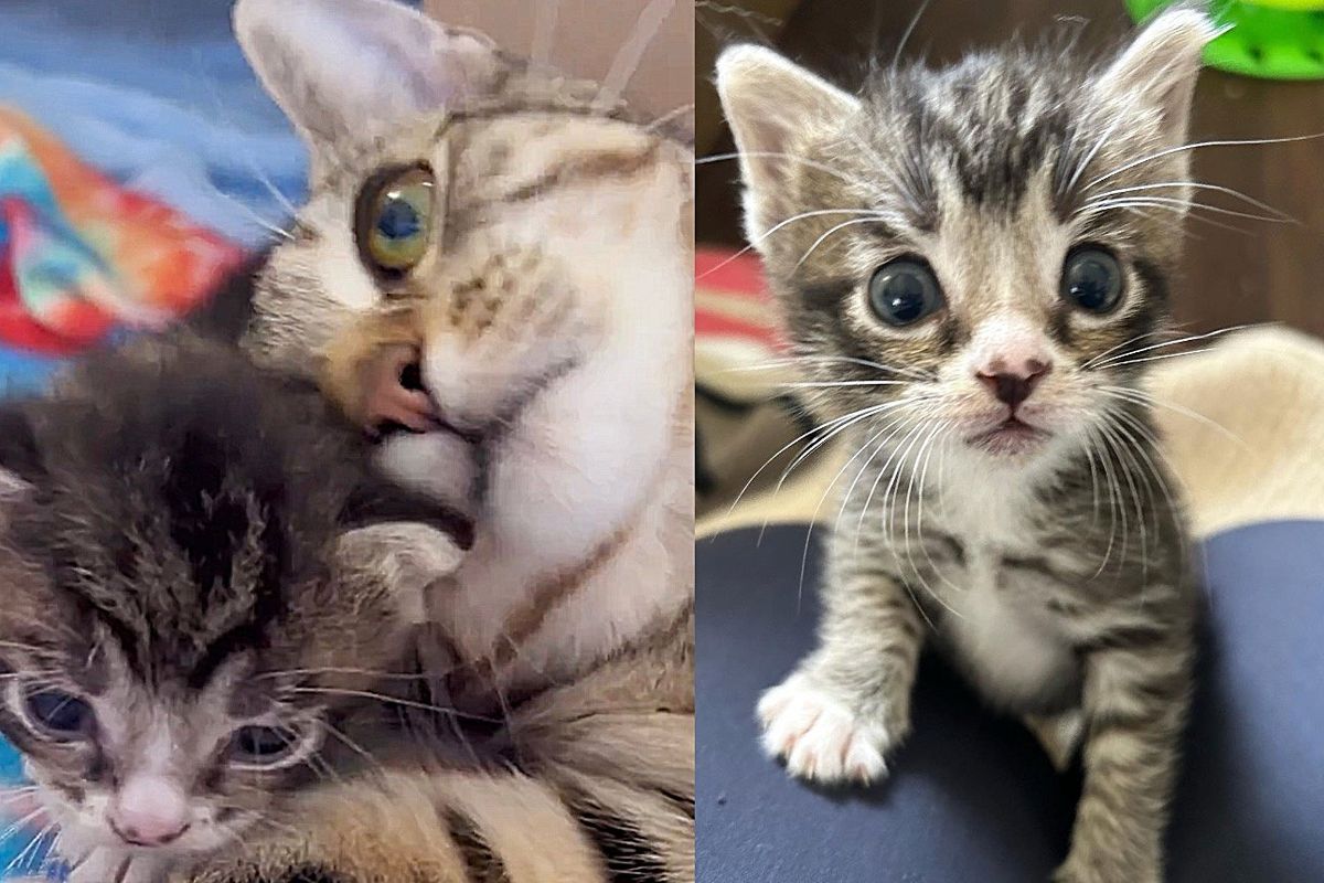 Cat with a Single Kitten Finds Someone to Let Them in and Even Plays Fetch Every Day to 'Thank' Them