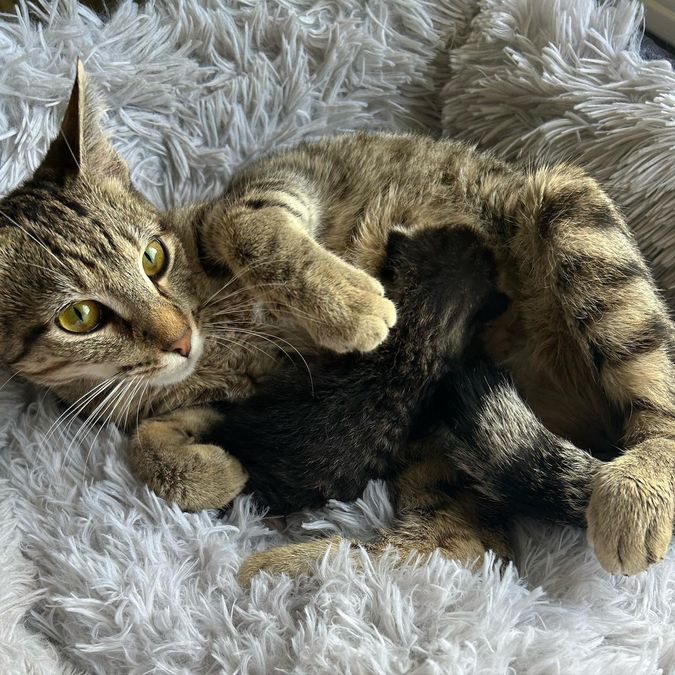 cat mom nursing kitten