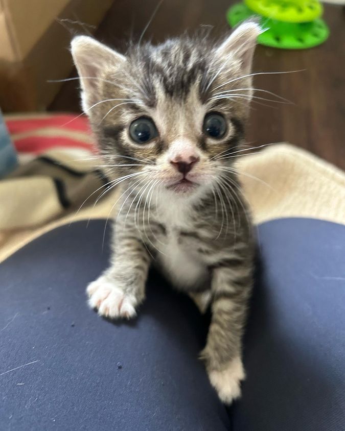 kitten lap cat willow