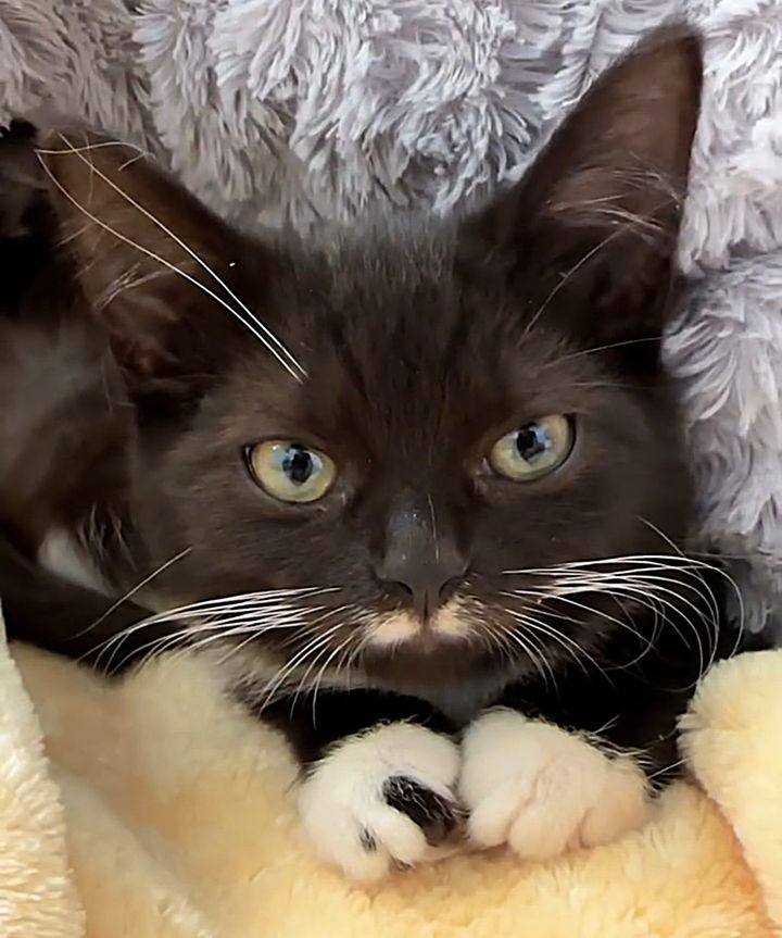 tuxedo kitten cute