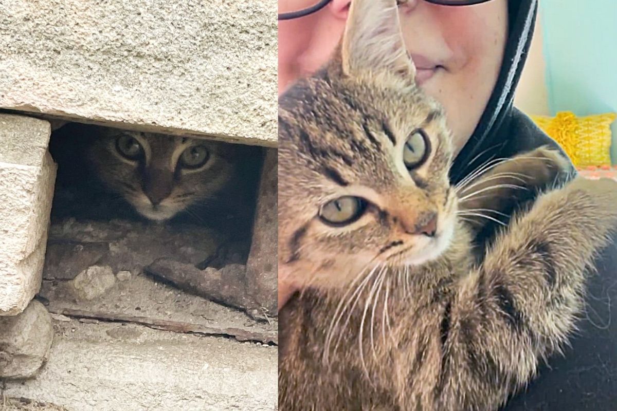 Kitten Hiding in a Wall Decides to Trust When a Kind Person Spends an Hour with Her in the Rain