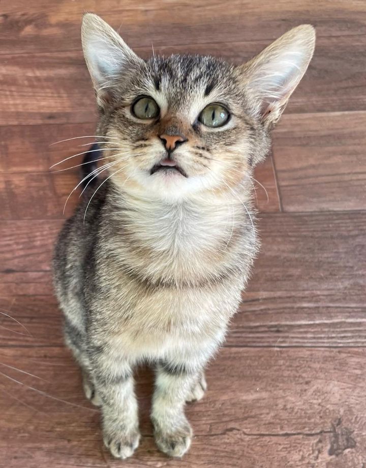 happy tabby kitten tongue