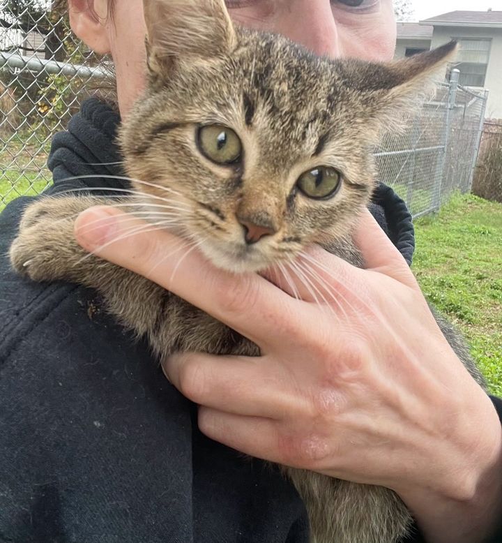 kitten snuggly rescuer