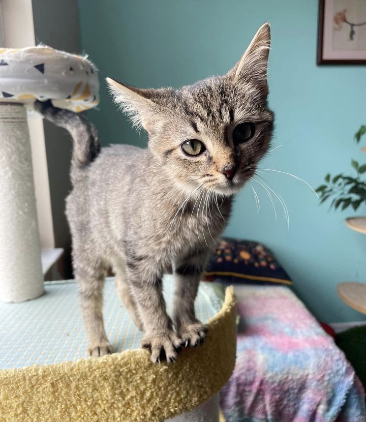 kitten window cat tree