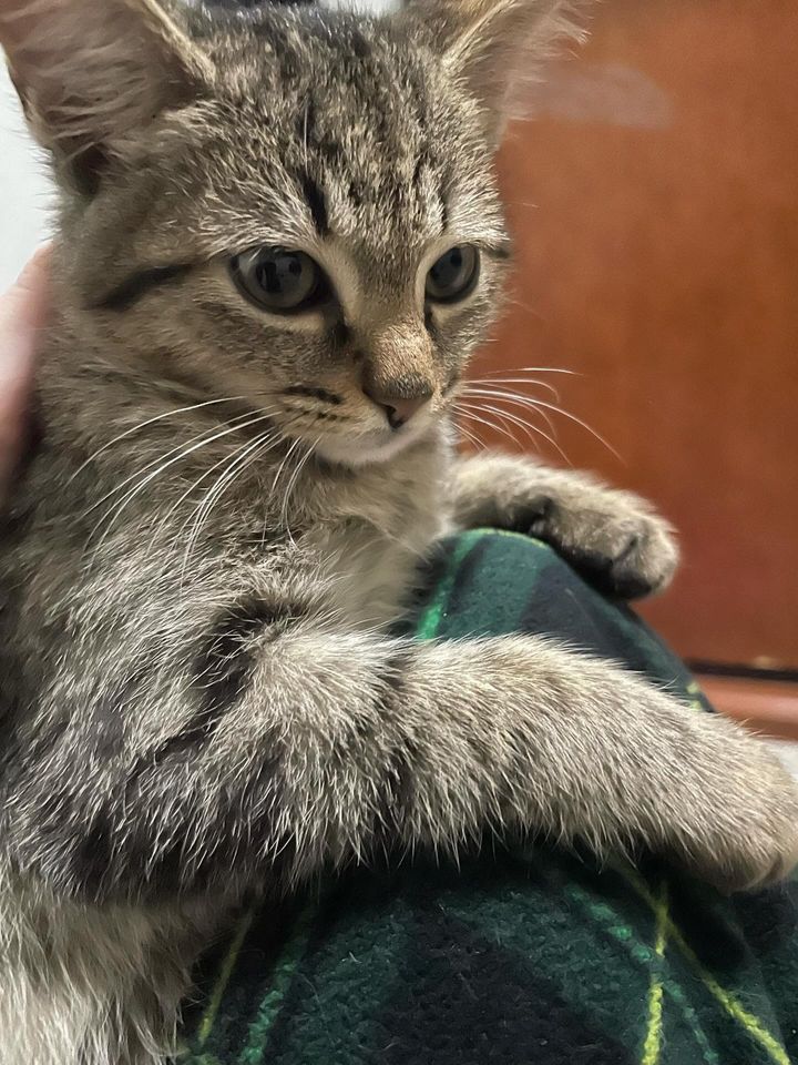 tabby kitten lap cat