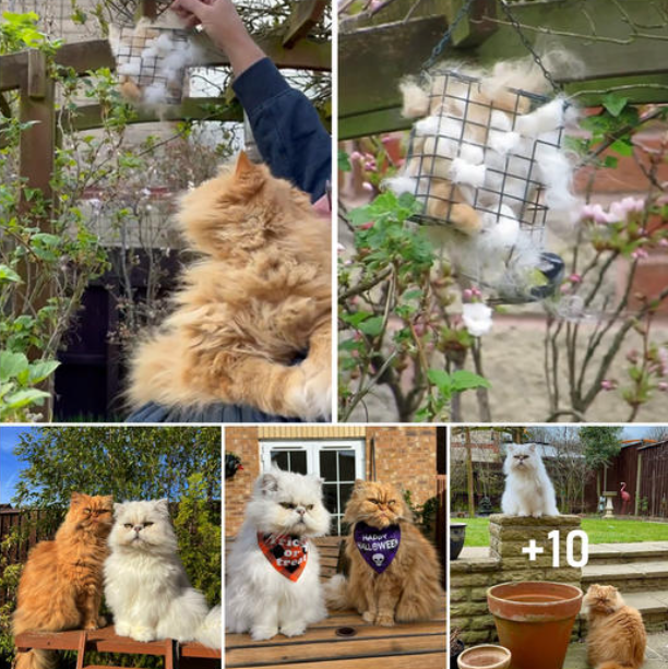 A video of a man hanging his cats’ excess hair for birds to build their nests went viral.