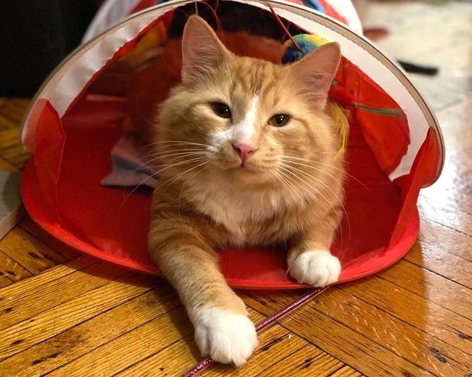 orange tabby cat tunnel