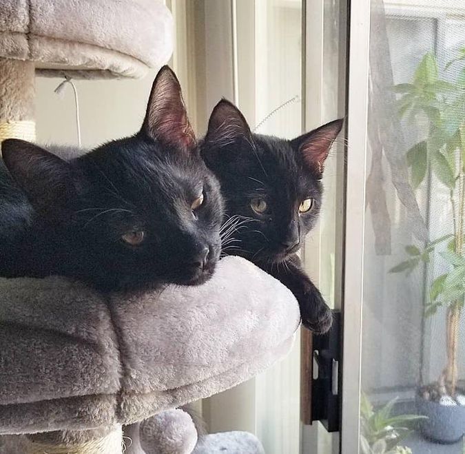 cats on cat tree