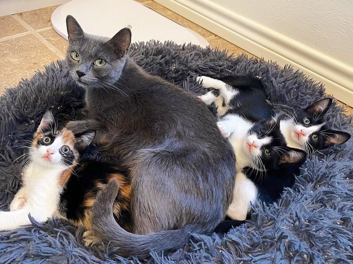 cat mom kittens snuggles