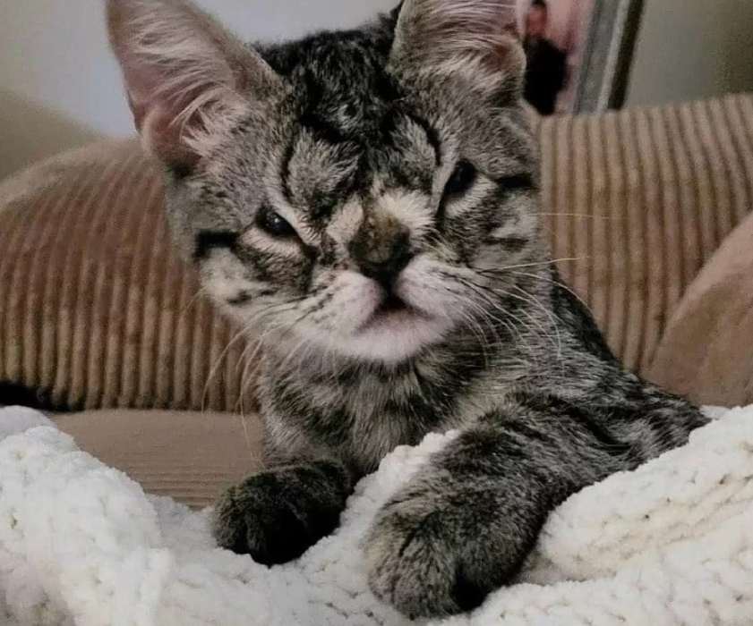 Charming Kitten with a Unique Squishy Face Awaits a Loving Home