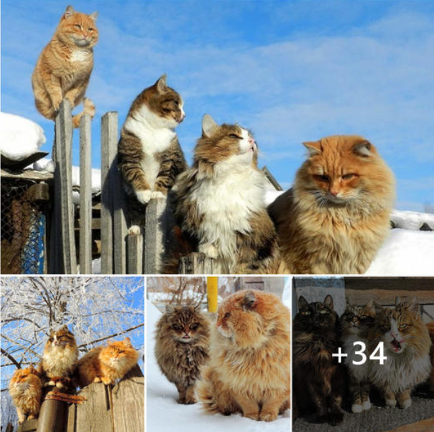 Russian farmer Alla Lebedeva has taken her love for cats to the next level by turning her farm into a cat sanctuary called ‘Catland’