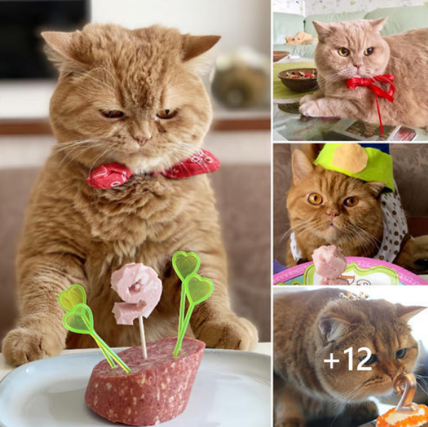 Come and Join the Heartwarming Celebration of the Cute Cat’s Birthday with Your Warmest and Most Sincere Wishes!