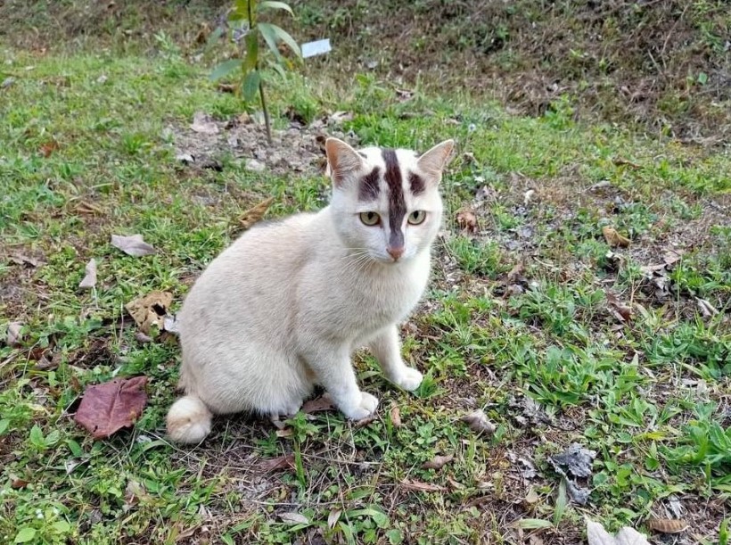 Unbelievably Stylish: Enthralling Line-Patterned Cat Steals the Spotlight in Utterly Charming Photograph