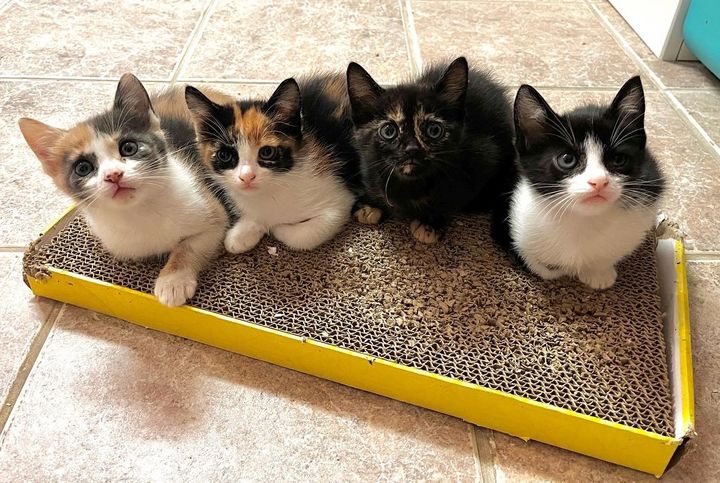 calico tortie kittens sweet