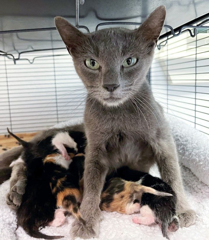 cat nursing kittens