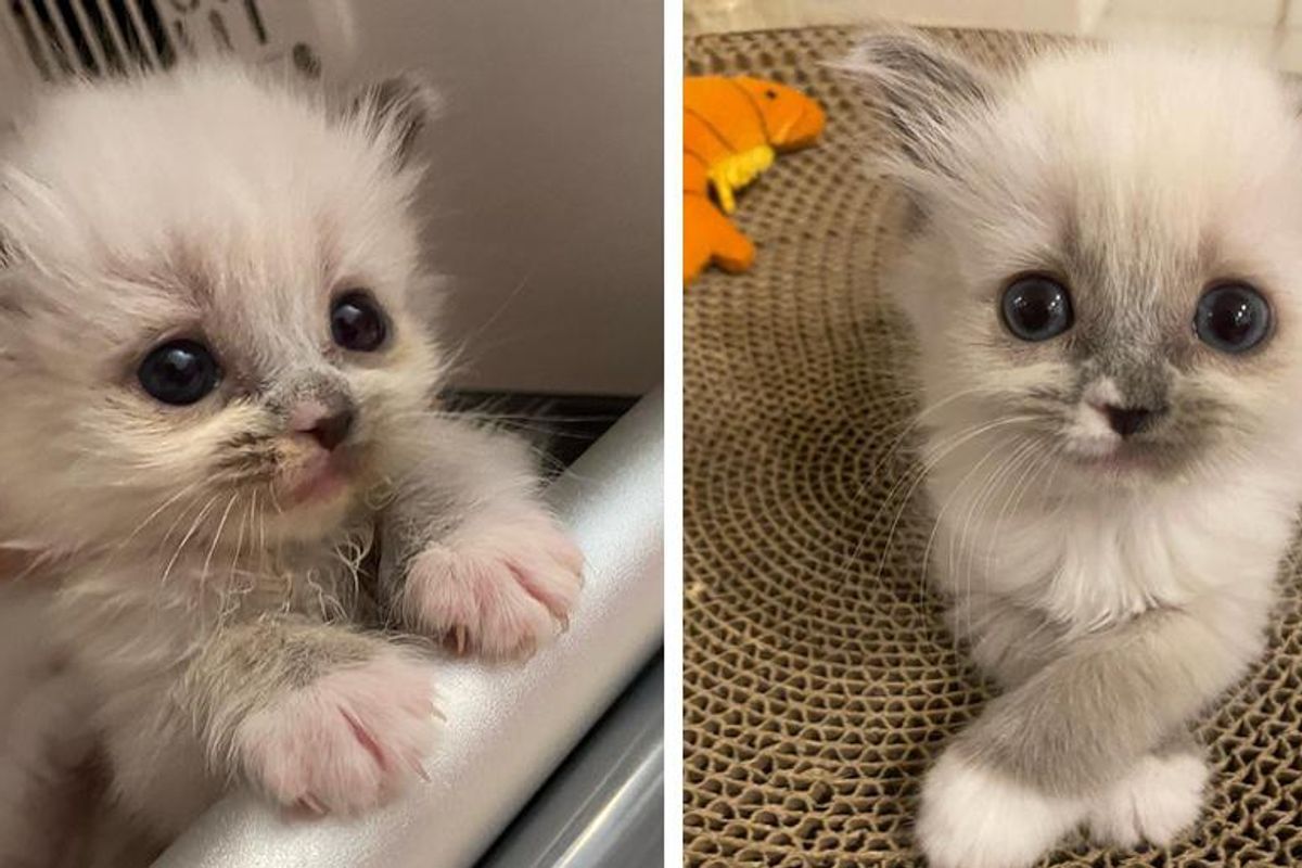 Kitten Captivated Hearts with Her Enchanting Personality and Grew to Be Gorgeous Fluffy Cat