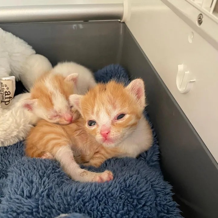 Adorable kittens wiggled their way into hugs with their tiny arms, overjoyed to finally receive the love and care they deserved.