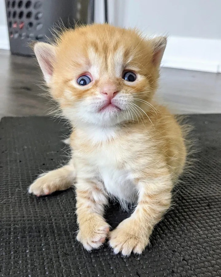 A kitten nurtured by a supportive family refuses to part ways