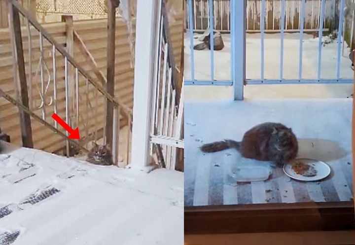 stray fluffy cat snow