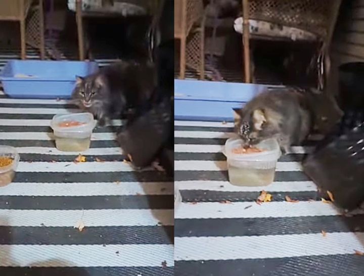 stray fluffy cat hungry