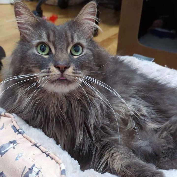 fluffy gray cat tongue