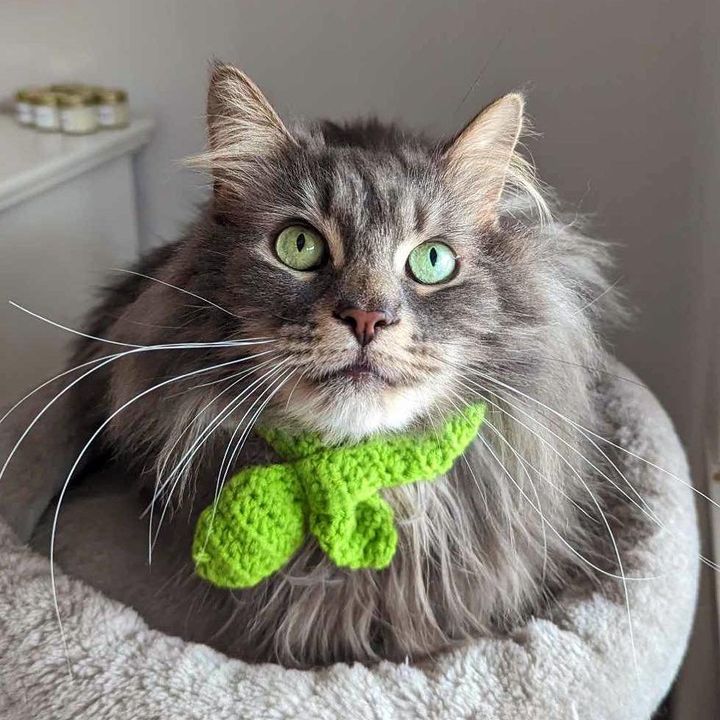 dapper handsome cat fluffy