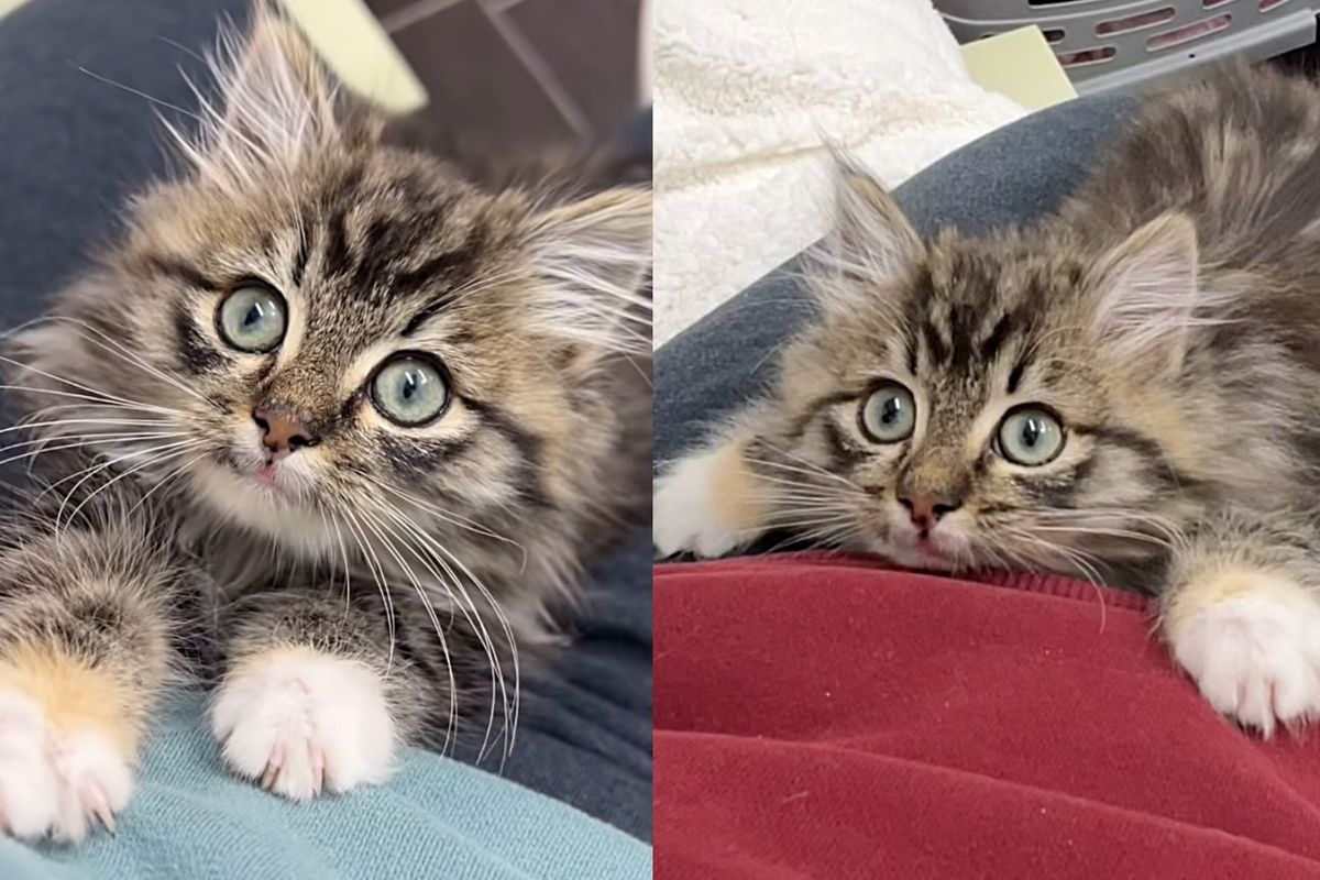 Once Lost on the Street Now Purring Loudly, This Fluffy Kitten Claims Hearts Faster Than Laps