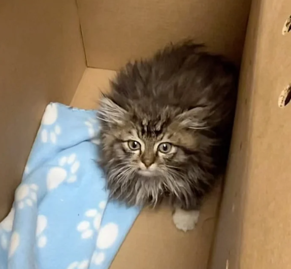 From Street Stray to Loud Purrer: This Fluffy Kitten Captures Hearts Faster Than a Blink