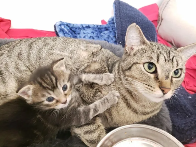 After being rescued from a life on the streets, a mother cat clung to her only kitten in a touching display of love and protection.