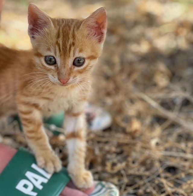 stray tabby kitten