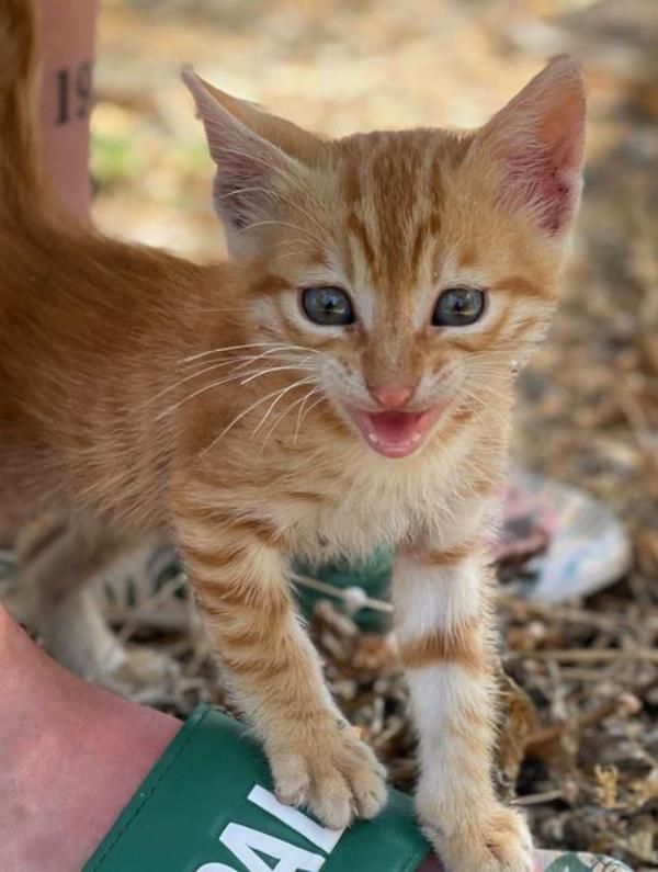 meowing stray kitten