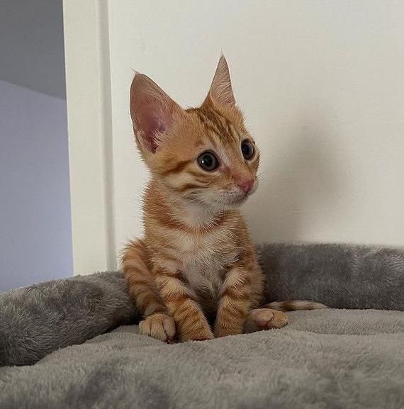 cute tabby kitten sitting