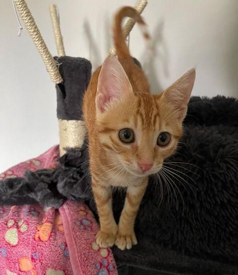 cute tabby orange kitten