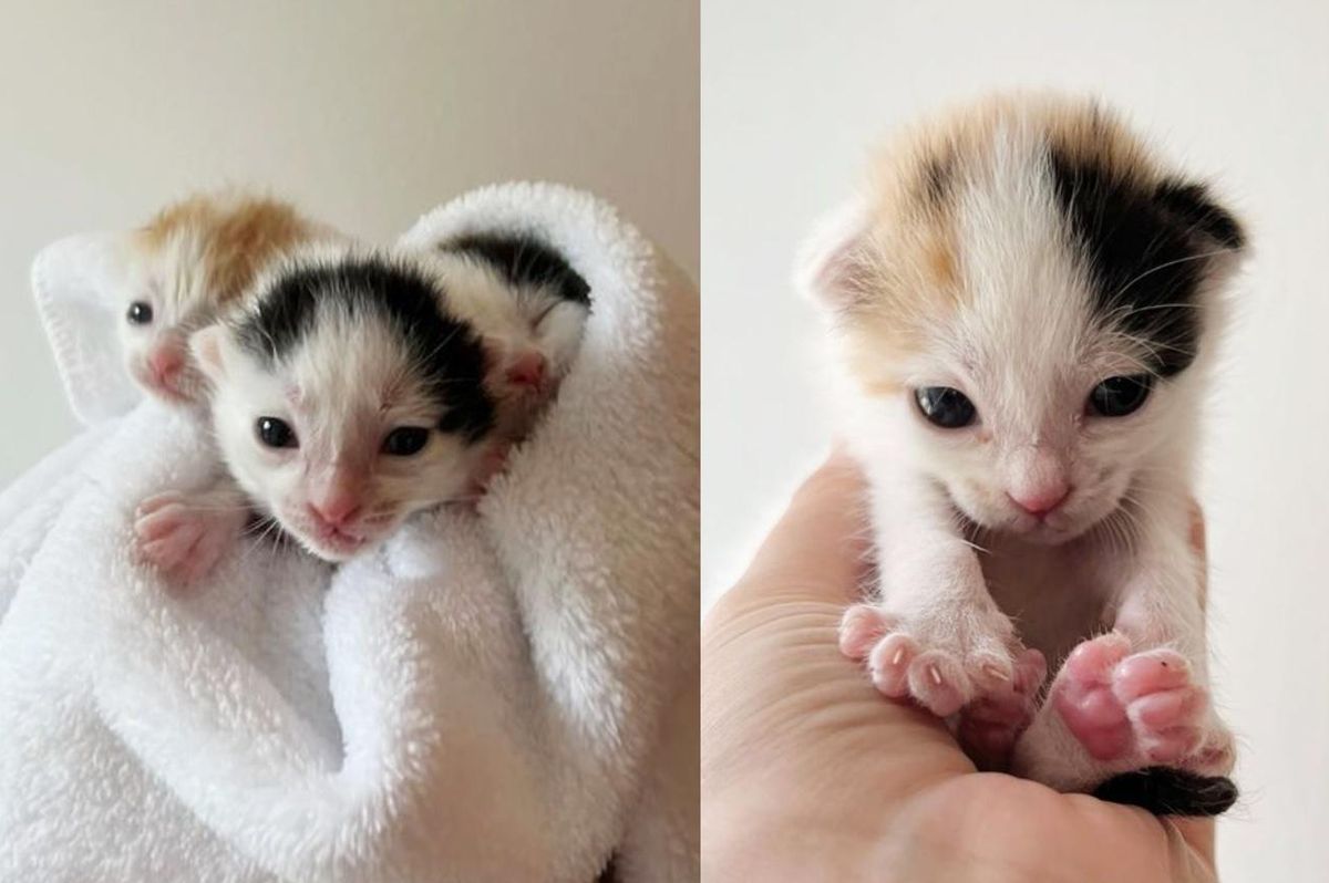 Kittens Found in Tire-filled Tractor Trailer by Kind People Who Turn Their Lives Around