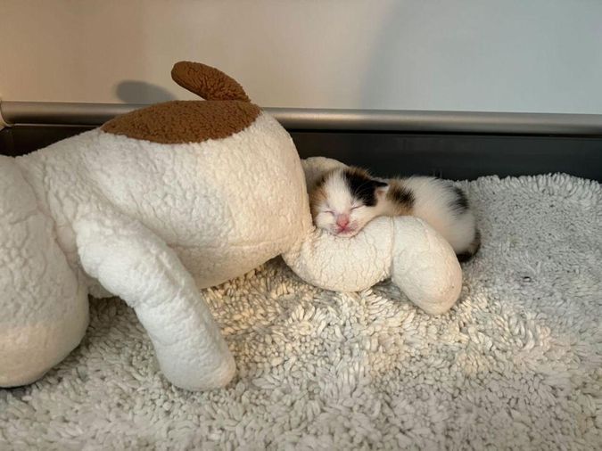 calico kitten napping