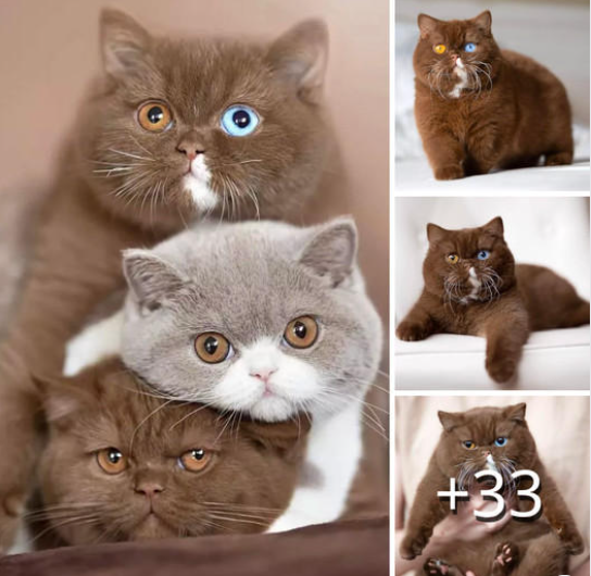 Meet Choco: The Adorable Kitten Winning Hearts with Unique Fur Color and Enchanting Eyes