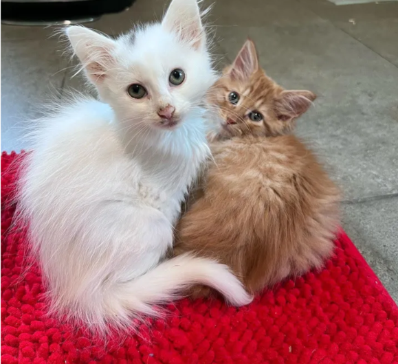 Two kittens from different litters found each other when a woman sought to adopt them, proving that sometimes fate works in mysterious ways