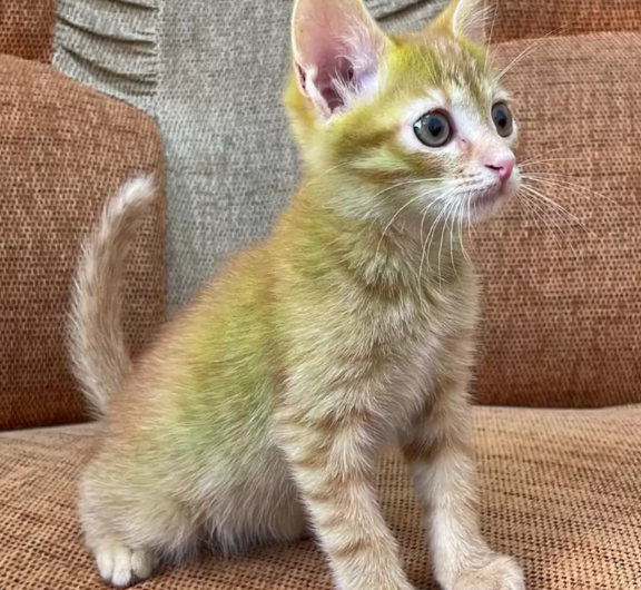 Heartwarming Encounter: Unexpected Reunion with an Adorably Green-Furred Kitten