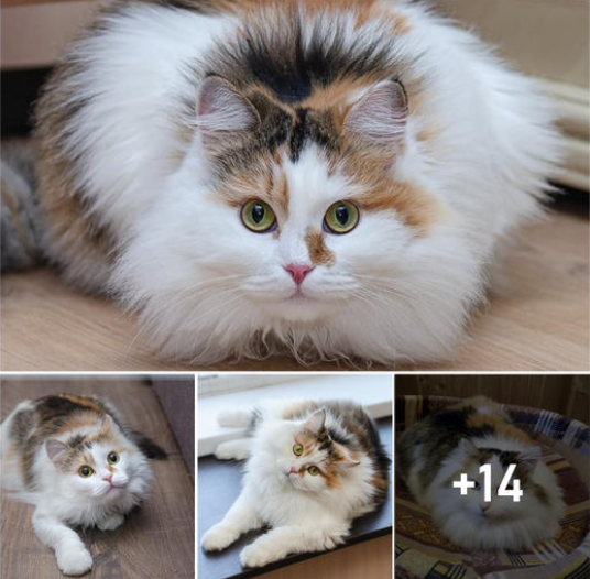 Daisy: The Enchanting Feline Beauty Who Charms Social Media with her Exotic Appeal