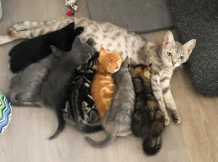 A Shy Cat Carries Her Kittens to a Shelter, Hoping for a Fresh Start