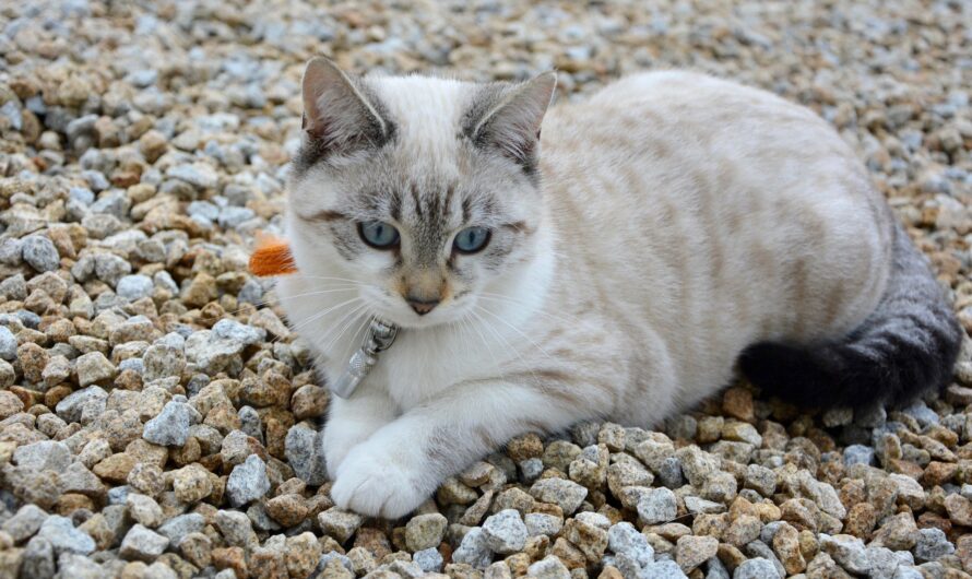 Meet Ola: The Beautiful Cat Spreading Good Luck Wishes to All