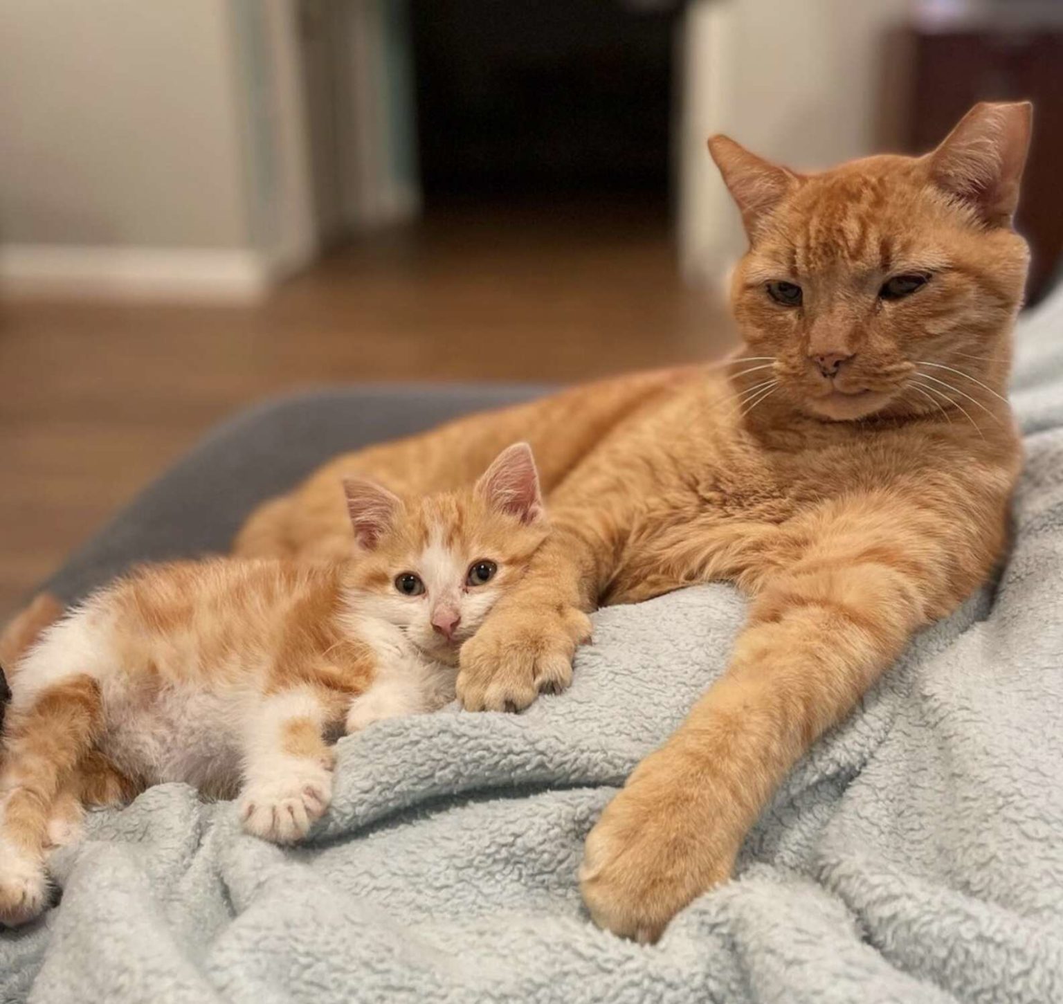 A Woman Is Taken Aback When She Discovers Her Foster Kitten Snuggling An Outside Cat