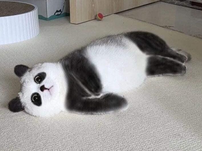 Cuddle Up with the Uniquely Adorable Panda Cat