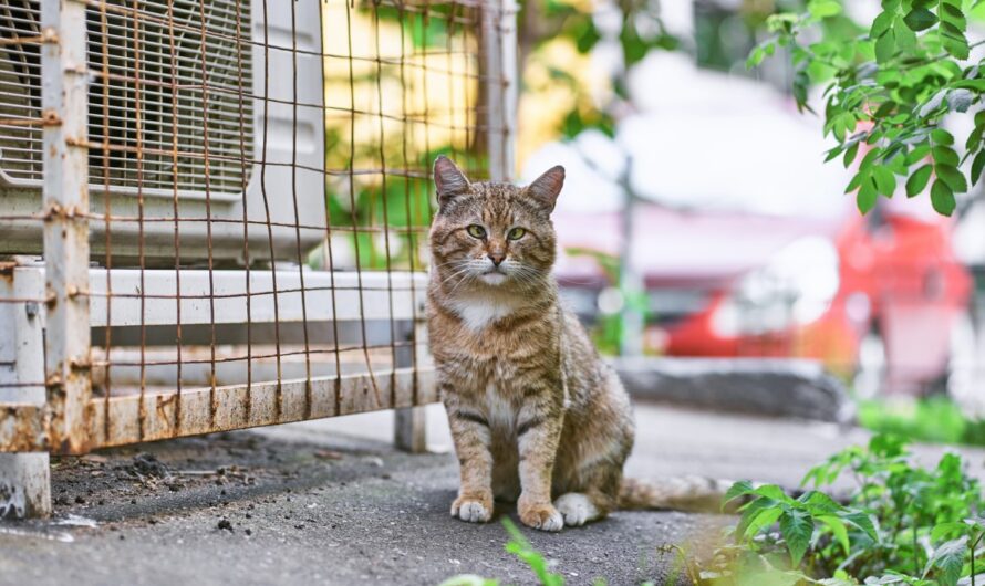 Rescued from Desolation: Pitiable Stray Cat Liberated from an Abandoned Vehicle, Finds Loving Home and Receives Abundant Care.