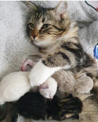 Kindhearted Man Saves Two Emaciated Kittens from a Cramped Tin, Offering them a Chance at a Better Life.