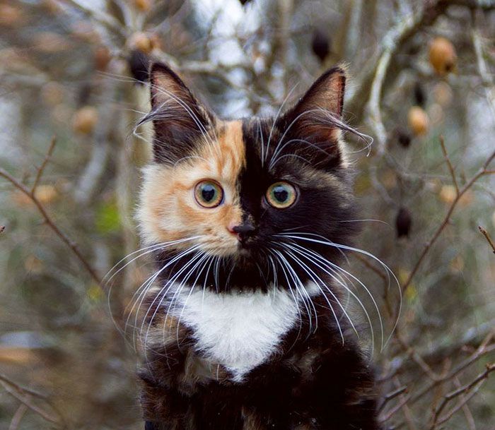 Meet Yana, The Two-Faced Kitty Whose Parents Ran Out Of Ink | Two faced cat, Cats, Cute cats