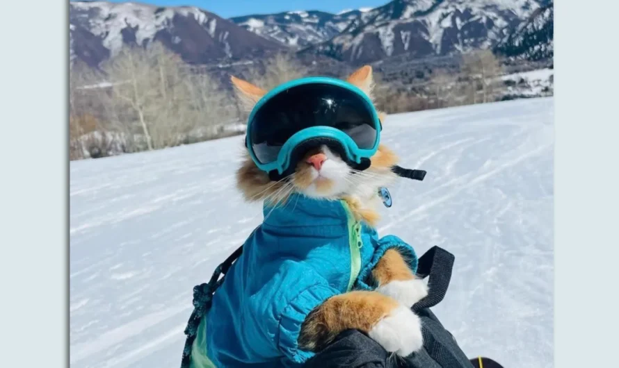 Cat Adventures on the Slopes: Witness the Thrilling Skiing Escapades of a Feline with His Own Ski Pass, Conquering the Snowy Mountains with Furry Gusto.