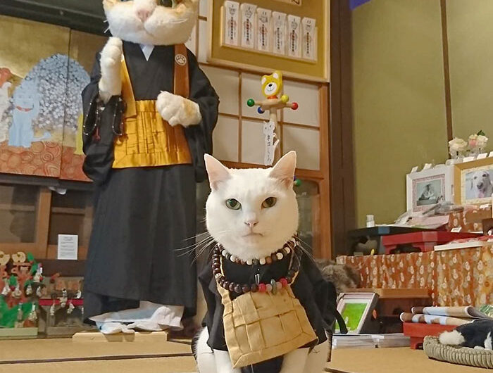 The Enigmatic Japanese Temple: Witness Cats Demonstrating Their Ultimate Power in a Strange and Mysterious Manner, Unveiling Secrets of Feline Wisdom.