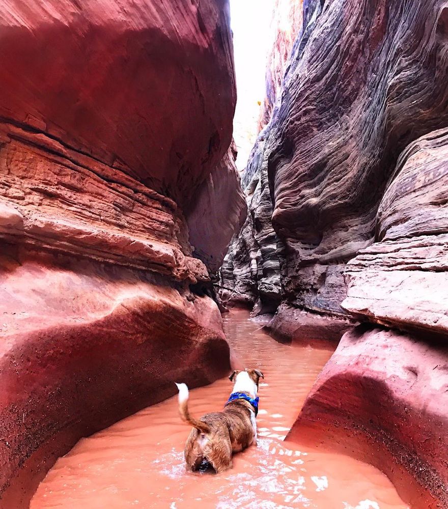 This Cat And Dog Love Travelling Together, And Their Pictures Are Absolutely Epic