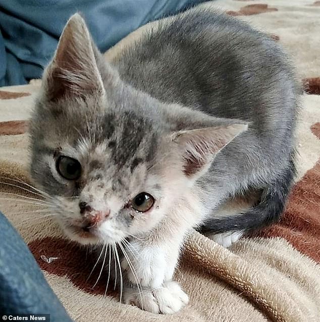 After taking her to a vet to get cleaned up, she was warned that an animal shelter may put her down for not being 'pretty enough' - she is seen as a kitten